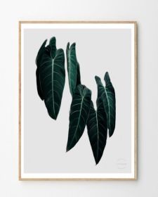 Philodendron Print (size: 30 x 40cm)