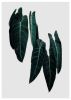 Philodendron Print